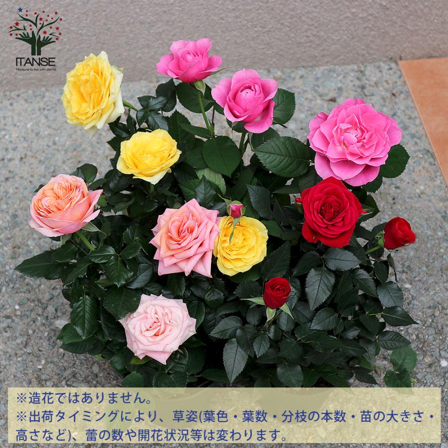 ITANSE 薔薇の苗木 ミニバラ フォーエバーローズ 3鉢見計らい ITANSE 薔薇の苗木 ミニバラ フォーエバーローズ 3鉢見計らい