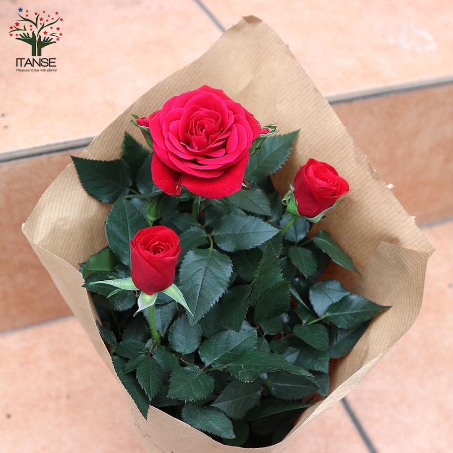 ITANSE 薔薇の苗木 ミニバラ フォーエバーローズ 3鉢見計らいセット 花苗 4号鉢 お買い得3個セット ばら 送料無料 イタンセ公式