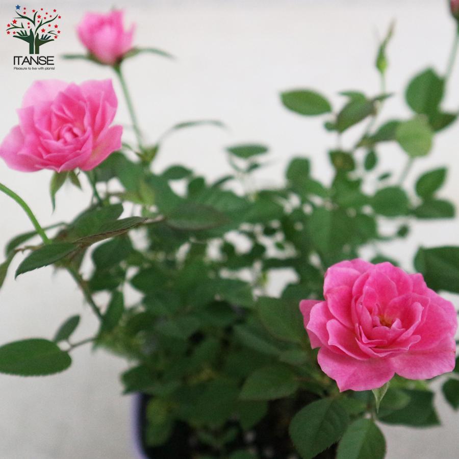 ミニ薔薇の苗 サクライロ 花苗 3 5号鉢 1個売り 花苗 花の苗 イングリッシュガーデン フラワーガーデン 送料無料 Ros 野菜苗 植物 青果物販売のitanse 通販 Yahoo ショッピング