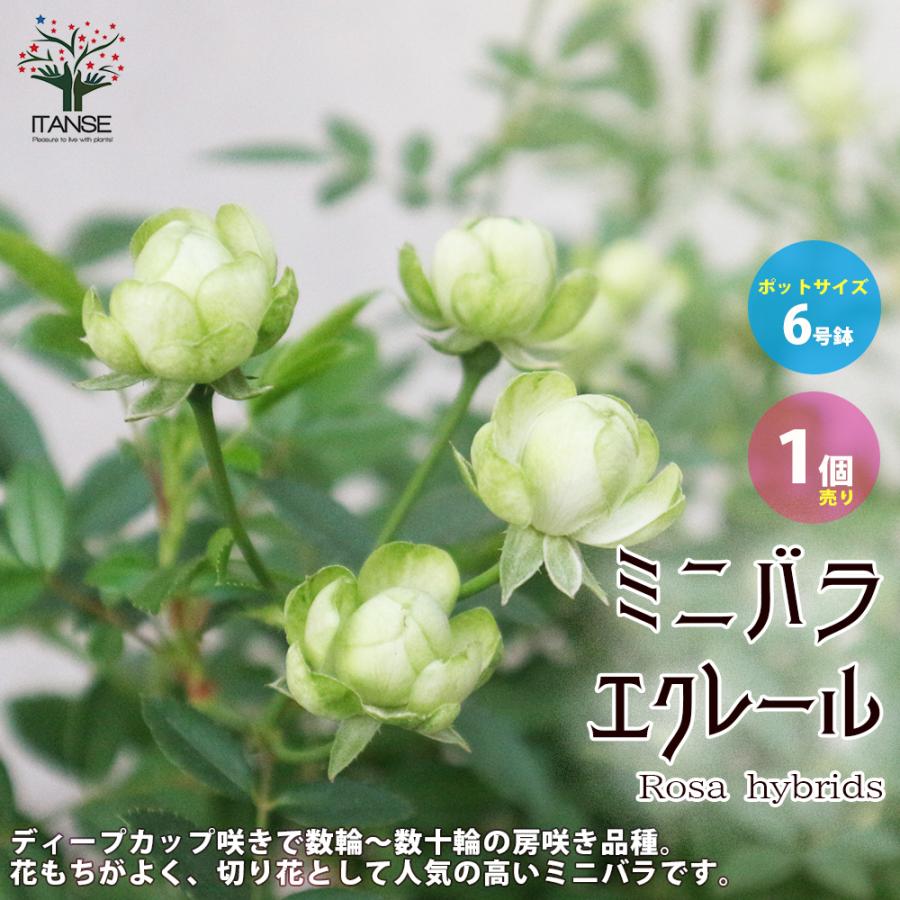 ミニ薔薇 エクレール 花苗 6号鉢大苗 1個売り 薔薇苗 花の苗 イングリッシュガーデン フラワーガーデン 送料無料 Ros 野菜苗 植物 青果物販売のitanse 通販 Yahoo ショッピング