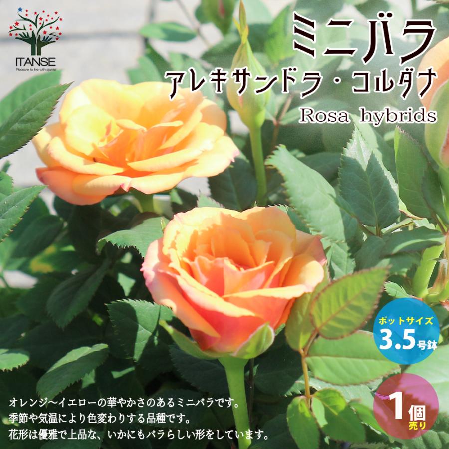 ITANSE アレキサンドラ ・コルダナ 花苗 ミニバラ 3.5号鉢 1個売り