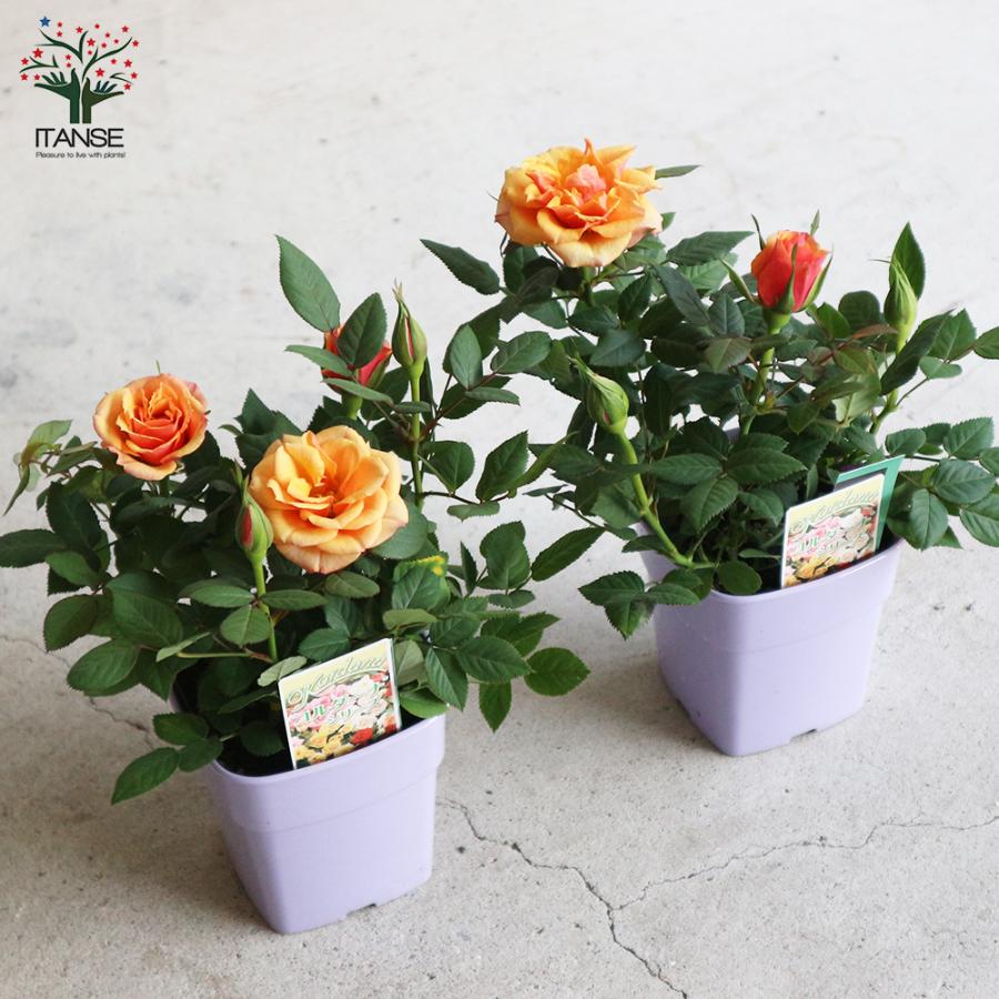 ITANSE アレキサンドラ ・コルダナ 花苗 ミニバラ 3.5号鉢 1個売り