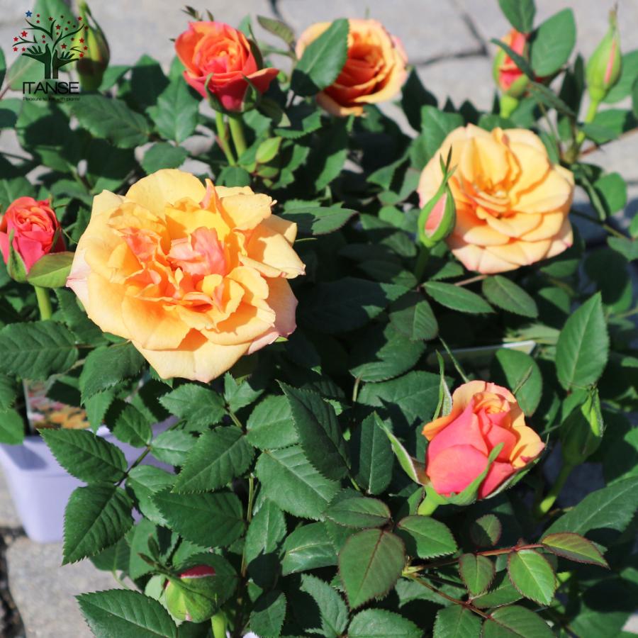 ITANSE アレキサンドラ ・コルダナ 花苗 ミニバラ 3.5号鉢 1個売り