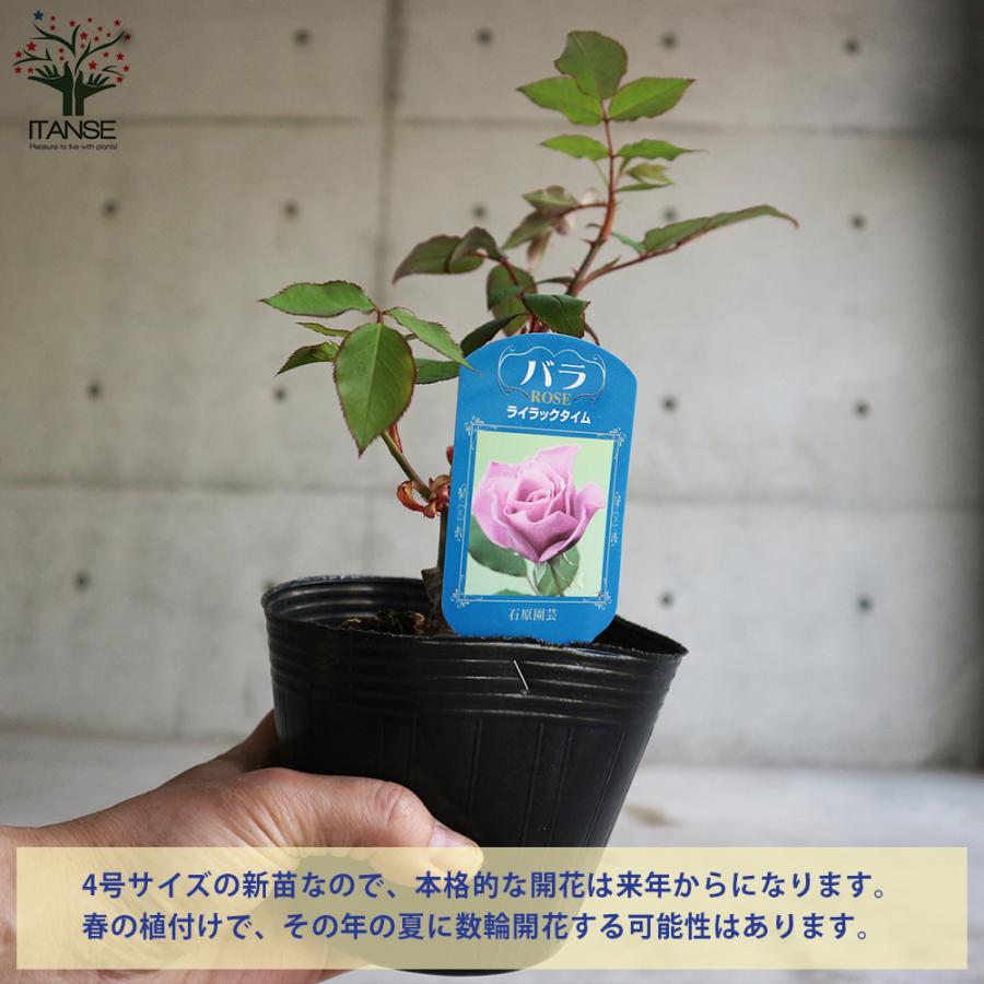 ITANSE 薔薇の苗 ライラックタイム (四季咲きハイブリッドティーローズ) 花苗 国産接ぎ木苗 新苗4号ポット 1個売り 花苗 バラ 花壇 送料無料 イタンセ公式｜itanse｜04