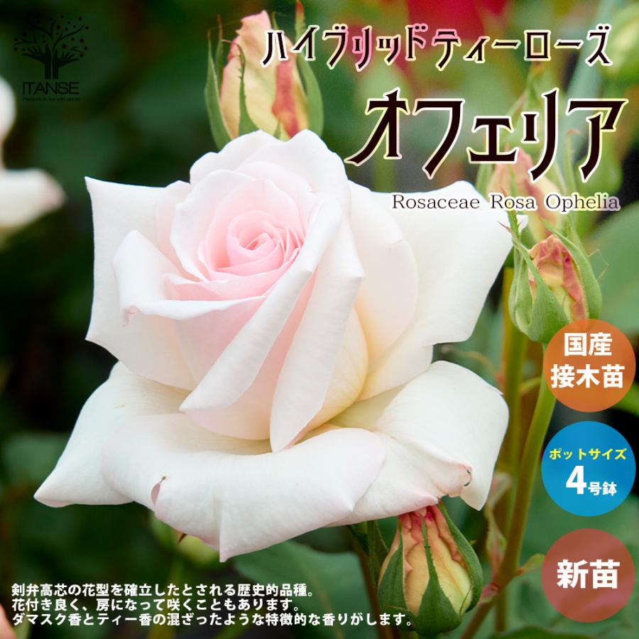 薔薇の苗 オフェリア (四季咲きハイブリッドティーローズ) 花苗 国産