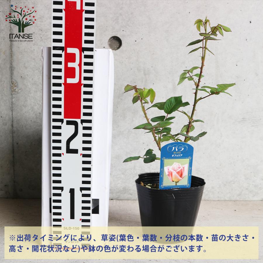 薔薇の苗 オフェリア (四季咲きハイブリッドティーローズ) 花苗 国産
