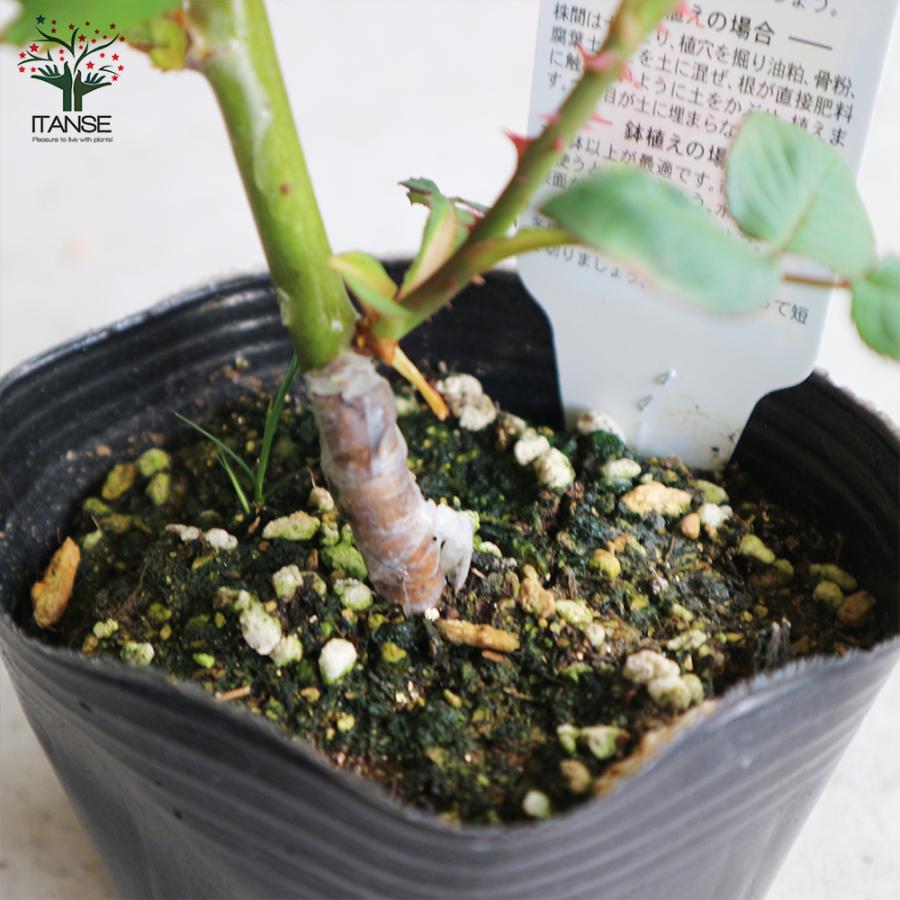 薔薇の苗 オフェリア (四季咲きハイブリッドティーローズ) 花苗 国産