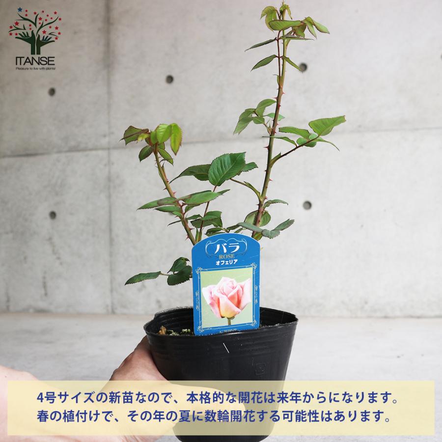 薔薇の苗 オフェリア (四季咲きハイブリッドティーローズ) 花苗 国産
