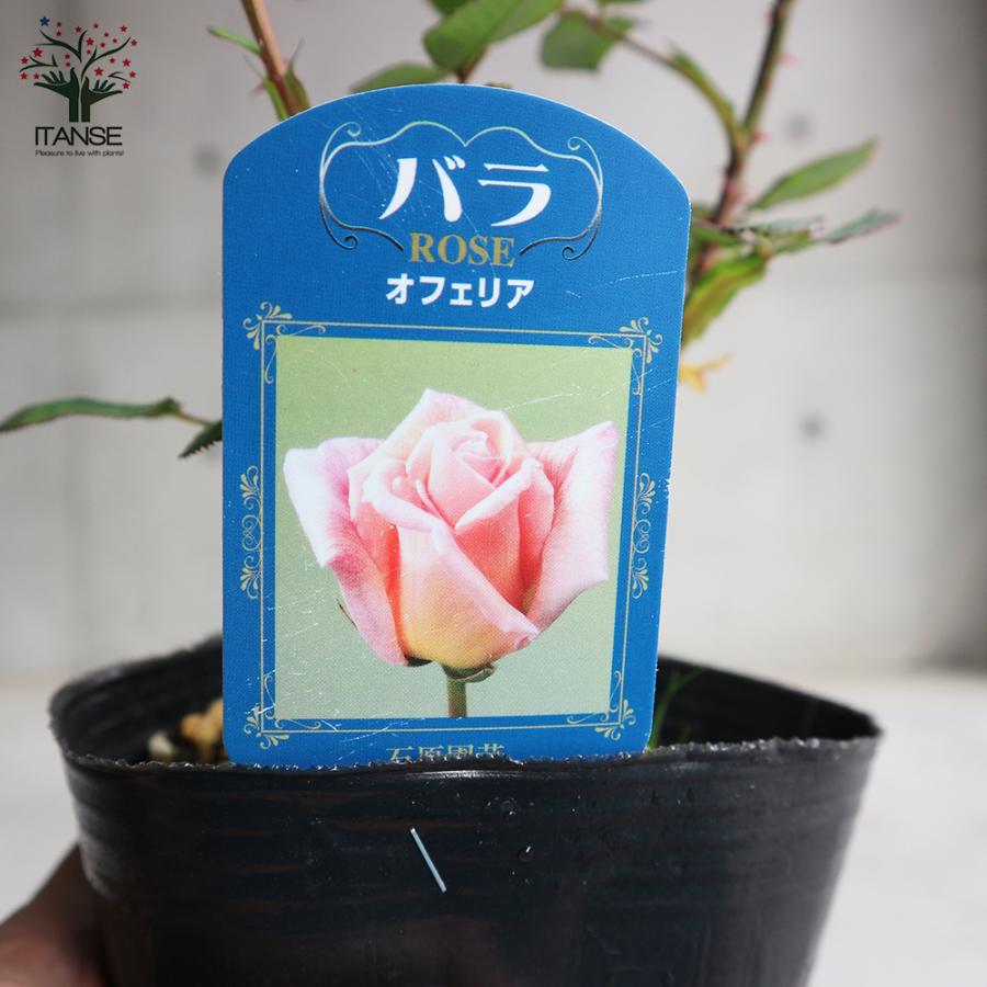 薔薇の苗 オフェリア (四季咲きハイブリッドティーローズ) 花苗 国産