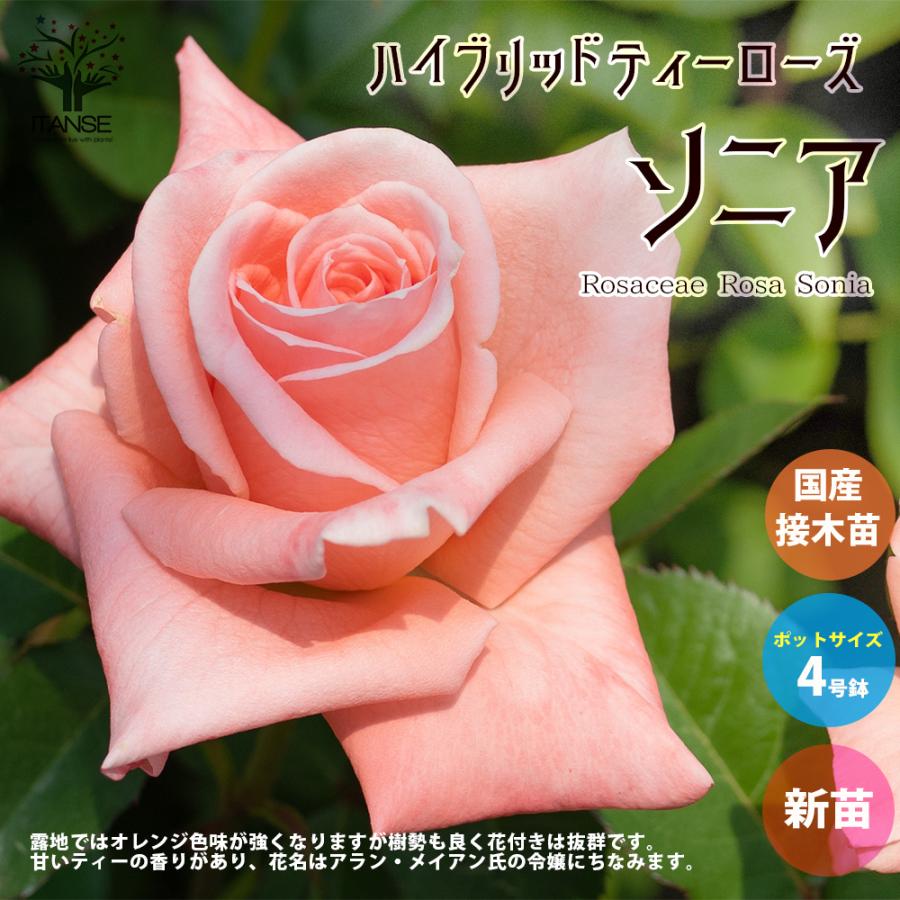 薔薇の苗 ソニア (四季咲きハイブリッドティーローズ) 花苗 国産接ぎ木