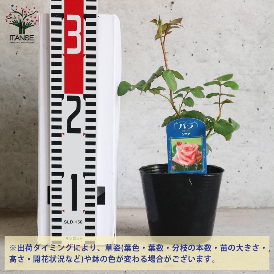 薔薇の苗 ソニア (四季咲きハイブリッドティーローズ) 花苗 国産接ぎ木