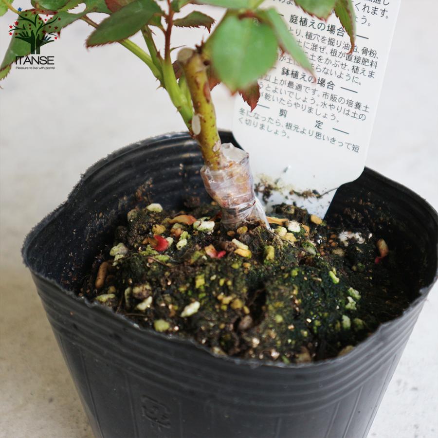 レアケニアvip 切花開花薔薇大苗 薔薇の苗 ソニア (四季咲きハイブリッドティーローズ) 花苗 国産接ぎ木