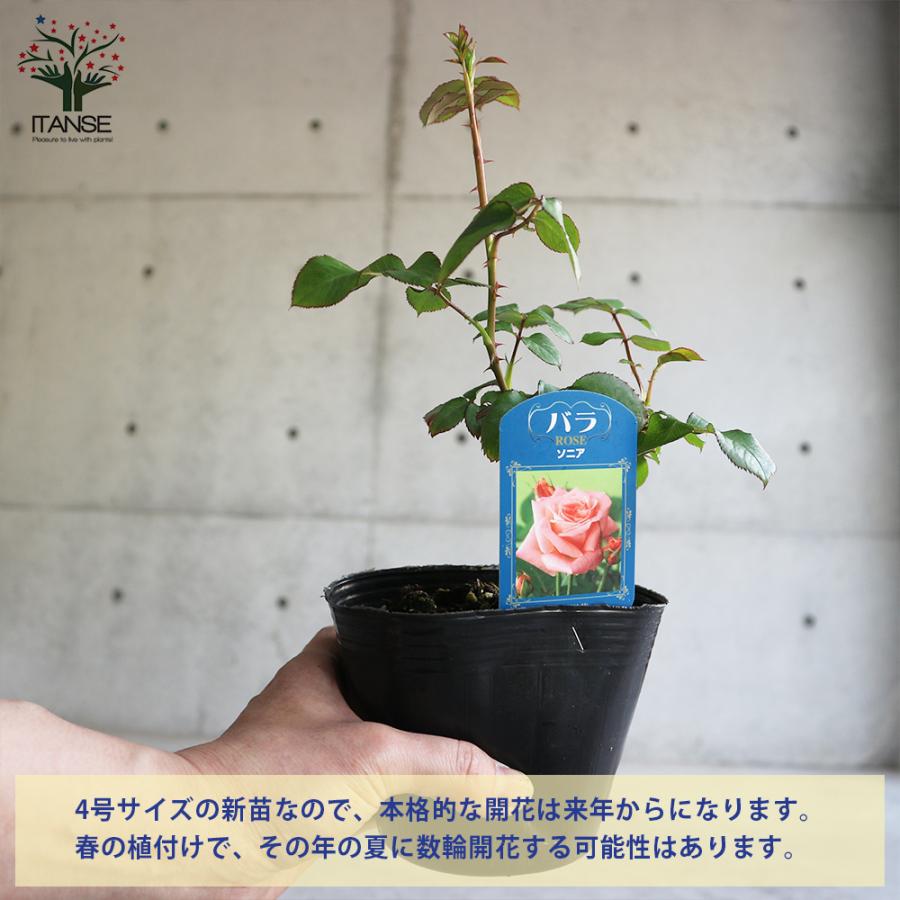 薔薇の苗 ソニア (四季咲きハイブリッドティーローズ) 花苗 国産接ぎ木