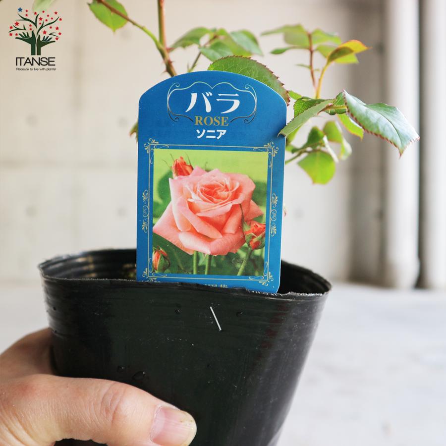 薔薇の苗 ソニア (四季咲きハイブリッドティーローズ) 花苗 国産接ぎ木