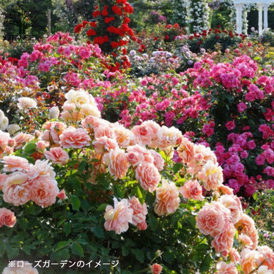 薔薇の苗 ソニア (四季咲きハイブリッドティーローズ) 花苗 国産接ぎ木
