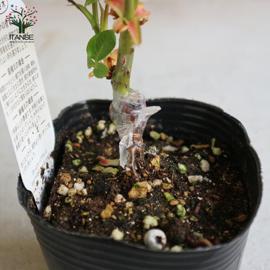 薔薇の苗 ピース (四季咲きハイブリッドティーローズ) 花苗 国産接ぎ木