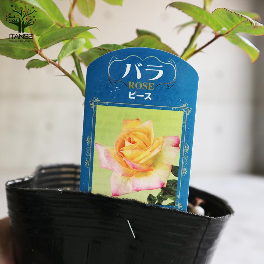 薔薇の苗 ピース (四季咲きハイブリッドティーローズ) 花苗 国産接ぎ木