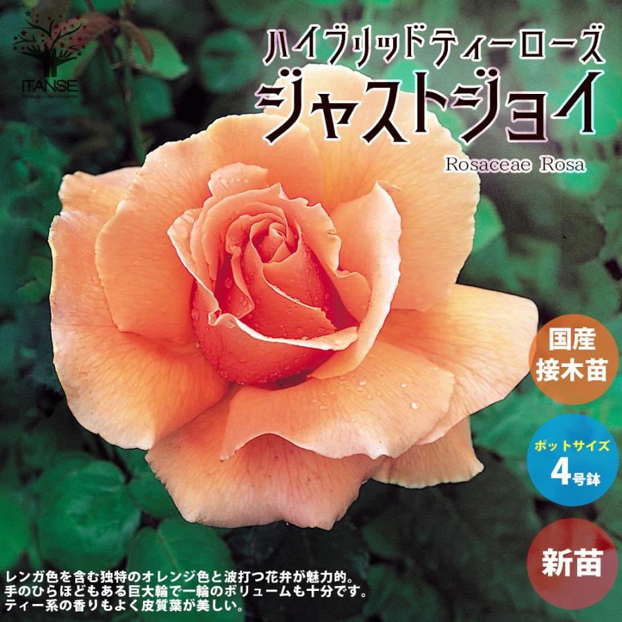 薔薇の苗 ジャストジョイ (四季咲きハイブリッドティーローズ