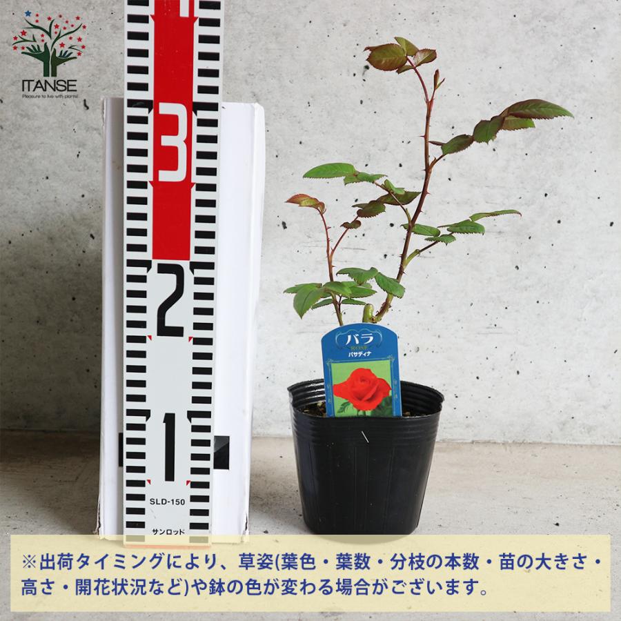 薔薇の苗 パサディナ (四季咲きハイブリッドティーローズ) 花苗 国産