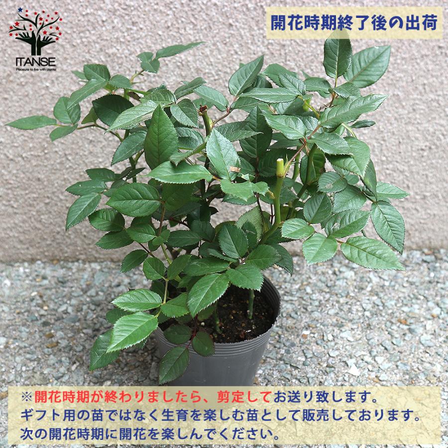 ITANSE 薔薇の苗 つるピース (クライミングローズ) 花苗 国産接ぎ木苗