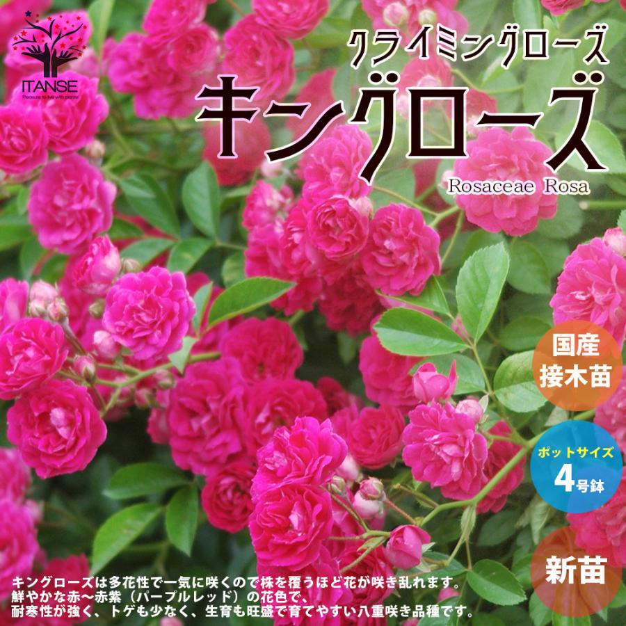 ITANSE 薔薇の苗 キングローズ (クライミングローズ) 花苗 国産接ぎ木