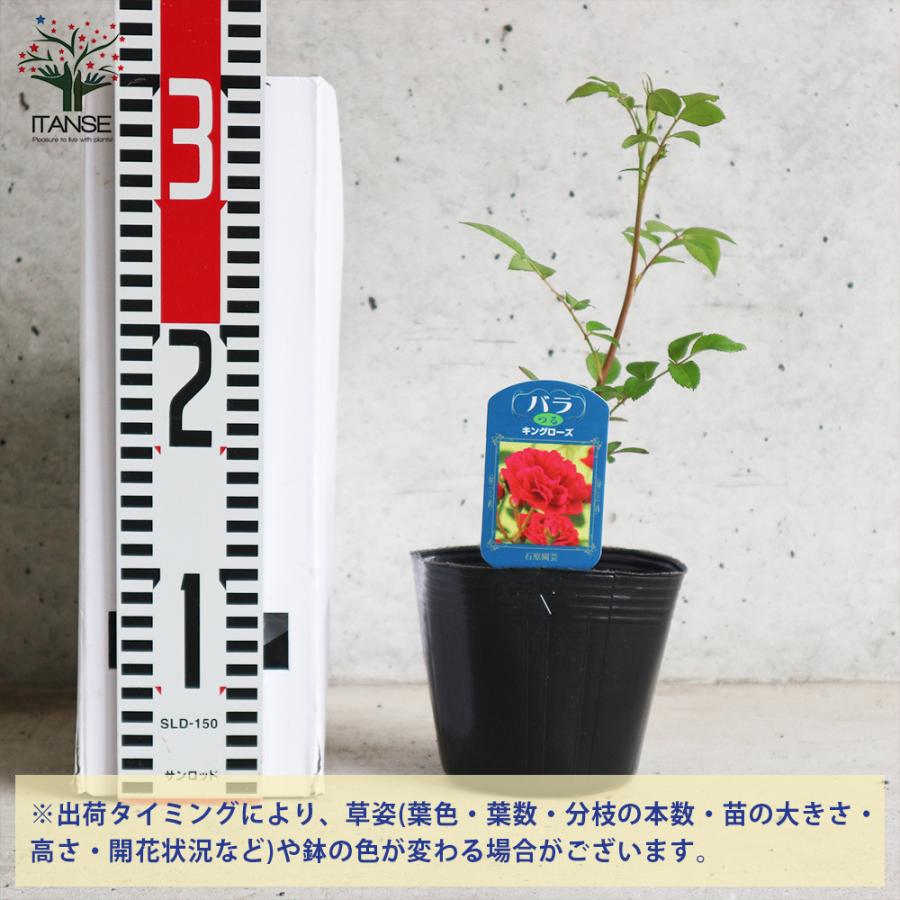 ITANSE 薔薇の苗 キングローズ (クライミングローズ) 花苗 国産接ぎ木