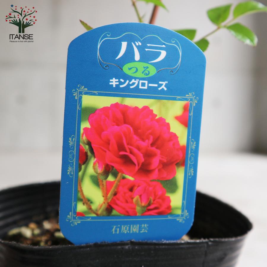 ITANSE 薔薇の苗 キングローズ (クライミングローズ) 花苗 国産接ぎ木