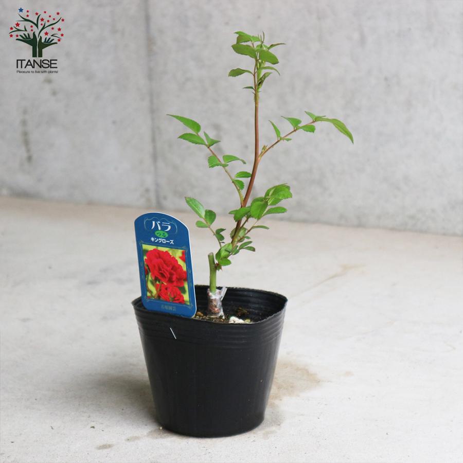 ITANSE 薔薇の苗 キングローズ (クライミングローズ) 花苗 国産接ぎ木