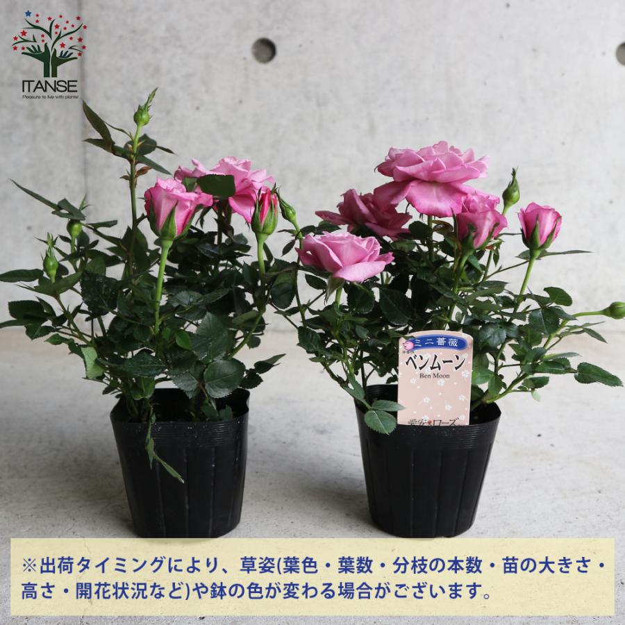 ITANSE 芳香ミニ薔薇 ベンムーン 花苗 3号ポット お買い得2個セット 花