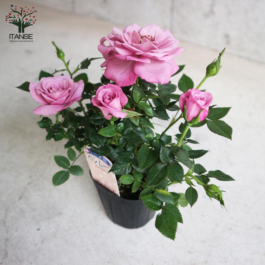 ITANSE 芳香ミニ薔薇 ベンムーン 花苗 3号ポット お買い得2個セット 花