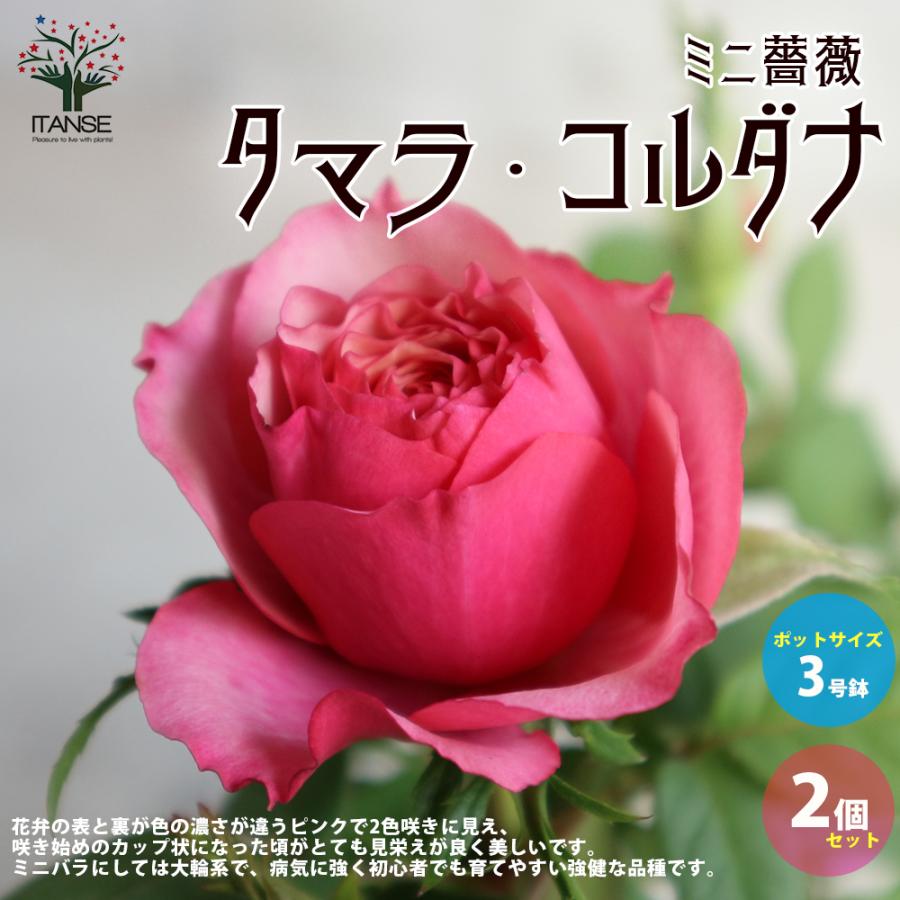 ミニ薔薇 タマラ コルダナ 花苗 3号ポット お買い得2個セット 花苗 花の苗 バラ 花壇 送料無料 Ros 野菜苗 植物 青果物販売のitanse 通販 Yahoo ショッピング
