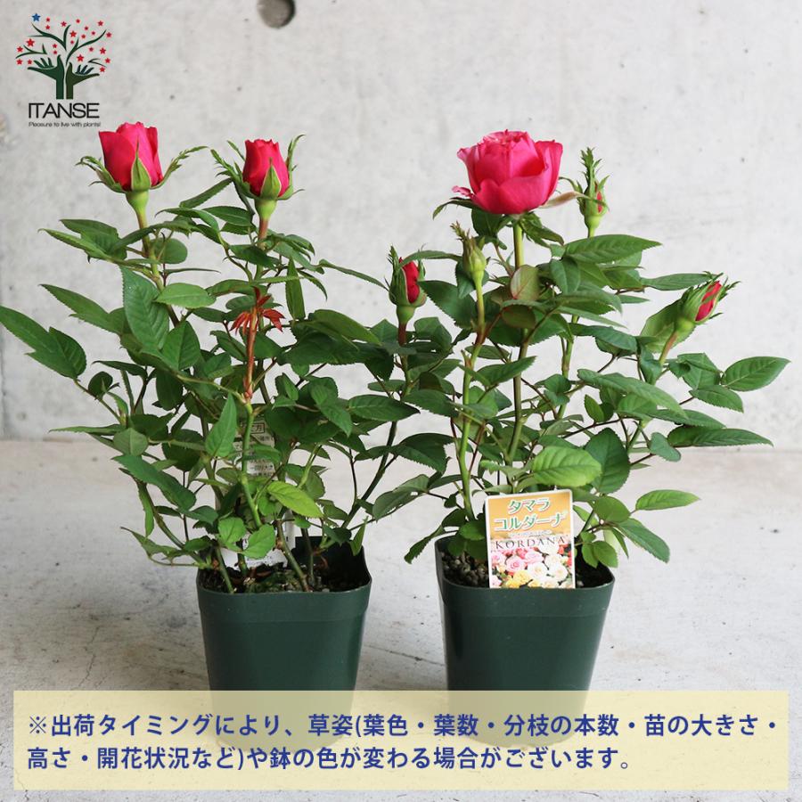 ITANSE ミニ薔薇 タマラ・コルダナ 花苗 3号ポット お買い得2個セット