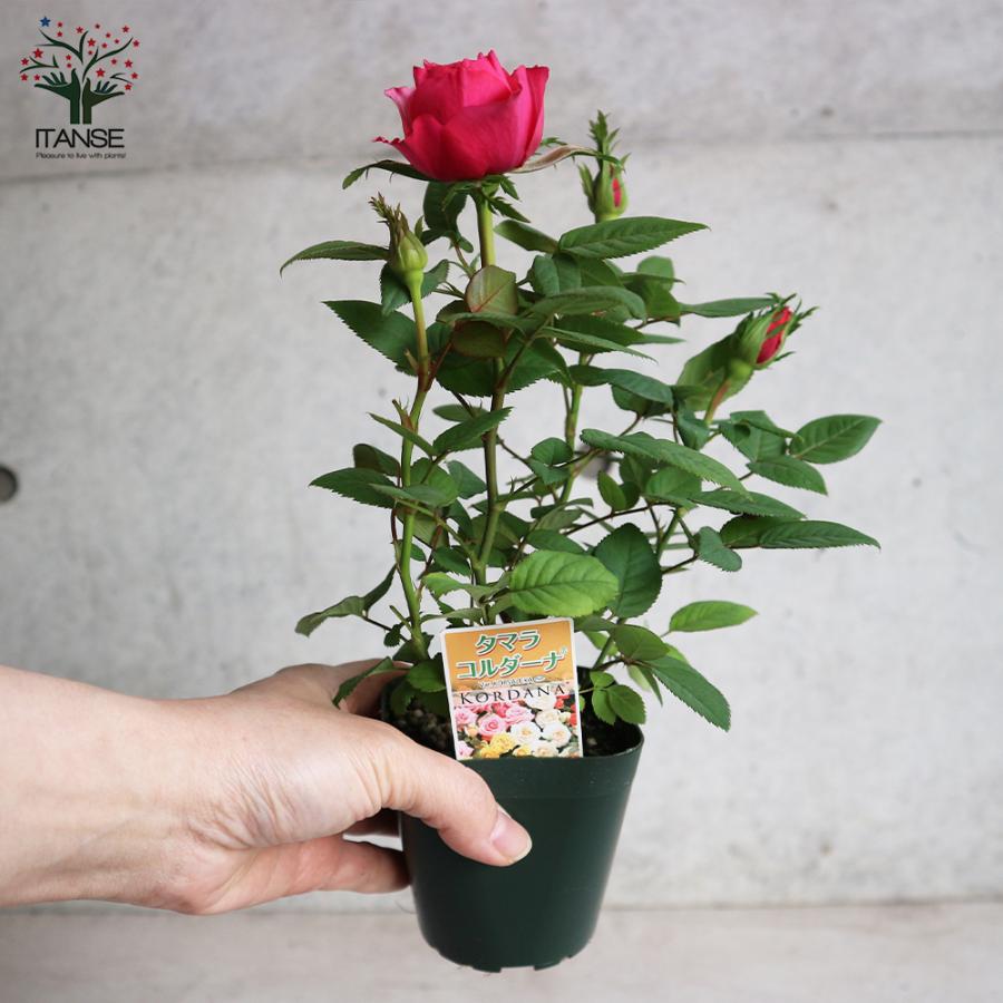 ITANSE ミニ薔薇 タマラ・コルダナ 花苗 3号ポット お買い得2個セット