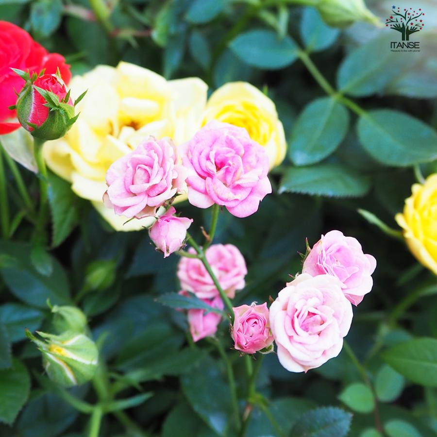 ITANSE ミニ薔薇 色MIX見計い 花苗 3号〜4号 お買い得3個セット 花の苗