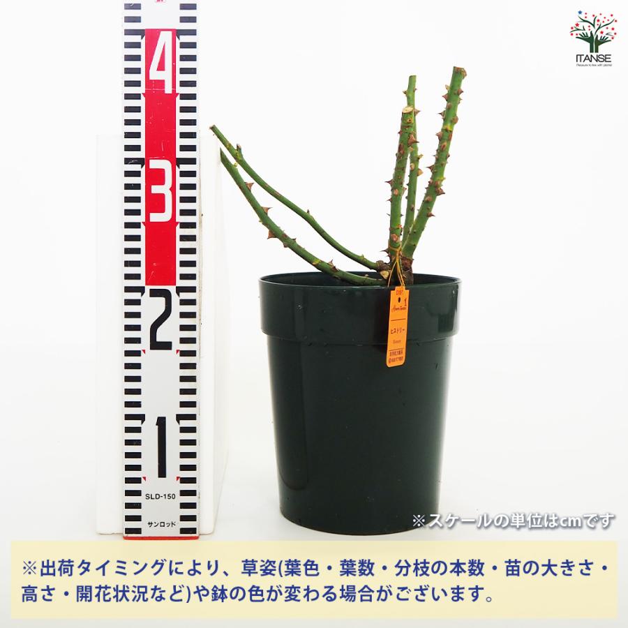 薔薇苗 ハイブリットティローズ ヒストリー 花木苗 6号 接木苗/1個売り
