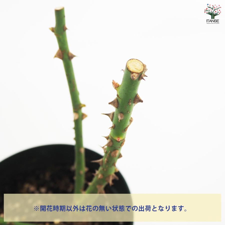 薔薇苗 ハイブリットティローズ ヒストリー 花木苗 6号 接木苗/1個売り