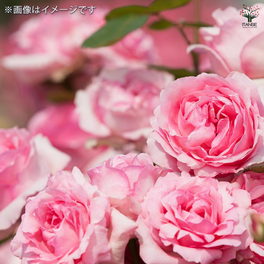 薔薇苗 ハイブリットティローズ ヒストリー 花木苗 6号 接木苗/1個売り