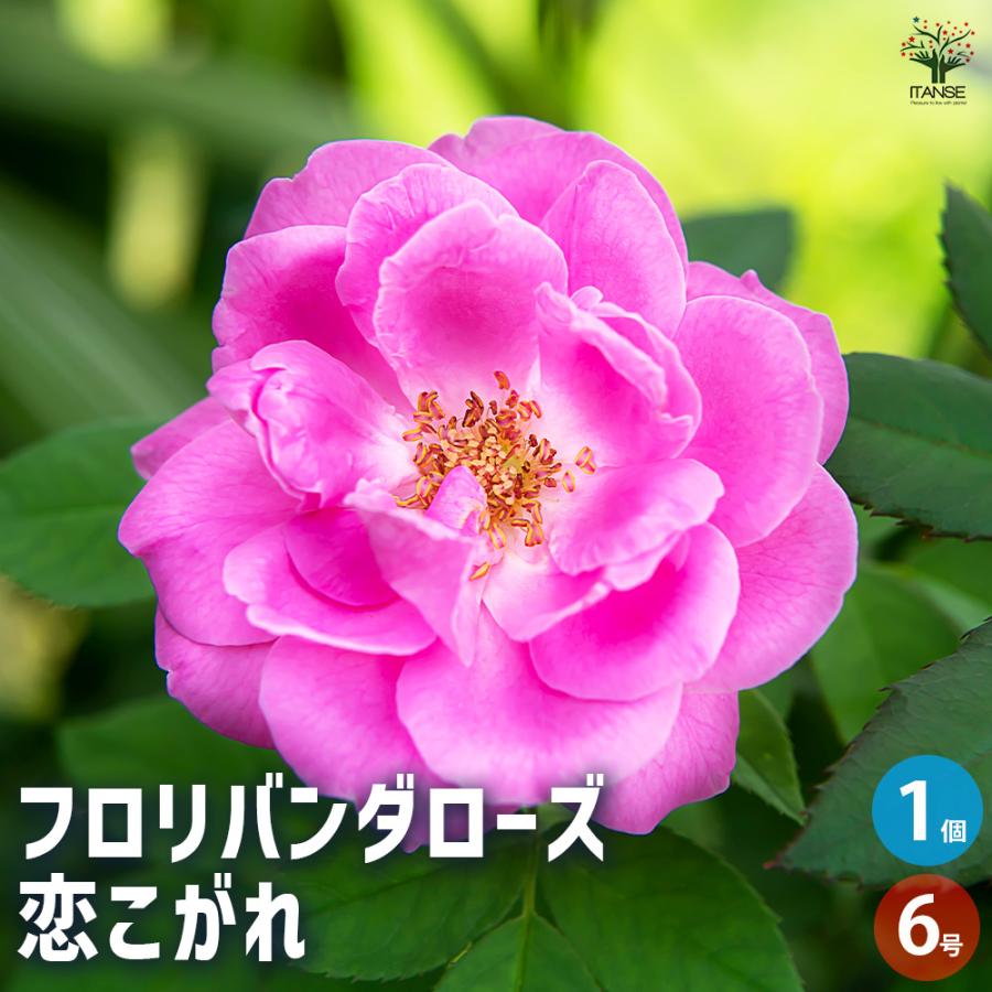 薔薇苗 フロリバンダローズ 恋こがれ 花木苗 6号 接木苗/1個売り バラ
