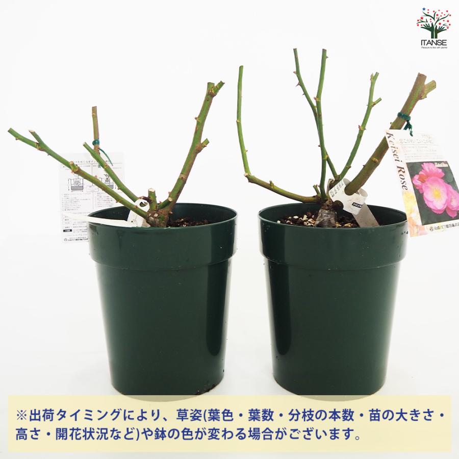 薔薇苗 フロリバンダローズ 恋こがれ 花木苗 6号 接木苗/1個売り