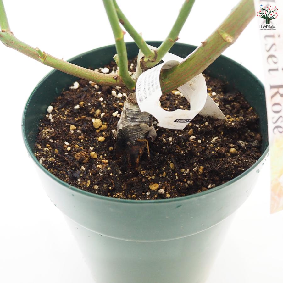 薔薇苗 フロリバンダローズ 恋こがれ 花木苗 6号 接木苗/1個売り バラ