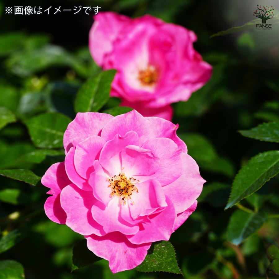 薔薇苗 フロリバンダローズ 恋こがれ 花木苗 6号 接木苗/1個売り バラ