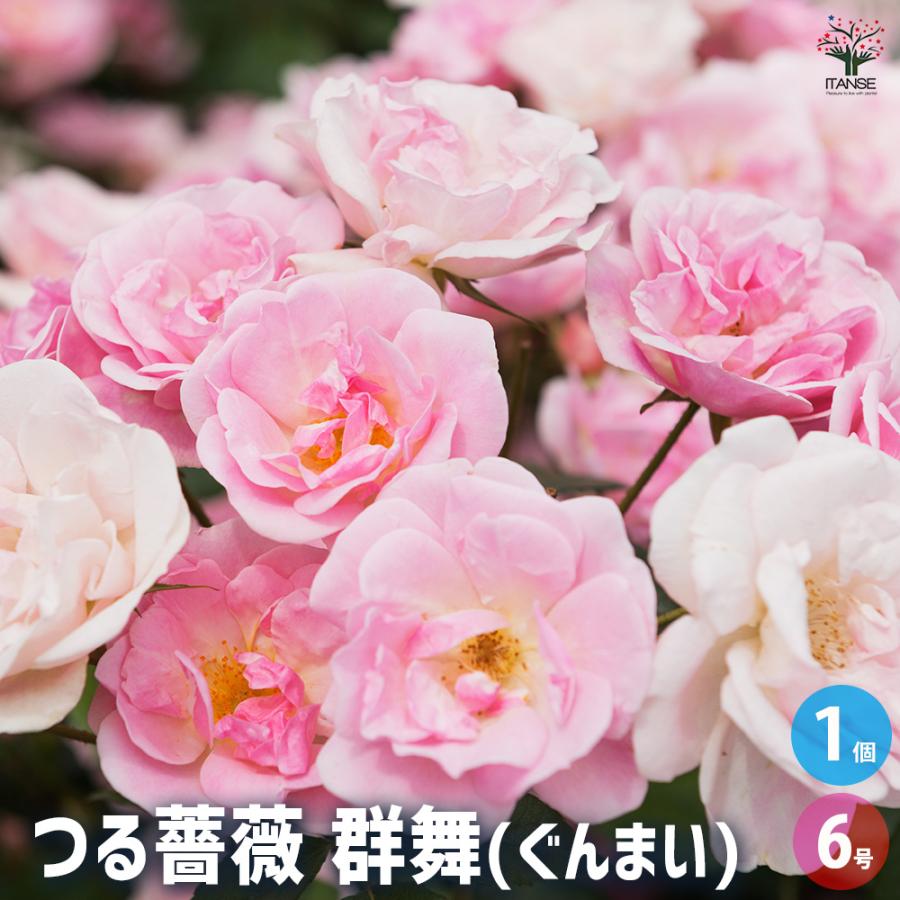 つる薔薇 群舞(ぐんまい) 花木苗 6号/1個売り 花 花苗 バラ 薔薇 ばら