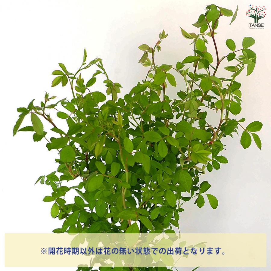 つる薔薇 群舞(ぐんまい) 花木苗 6号/1個売り 花 花苗 バラ 薔薇 ばら