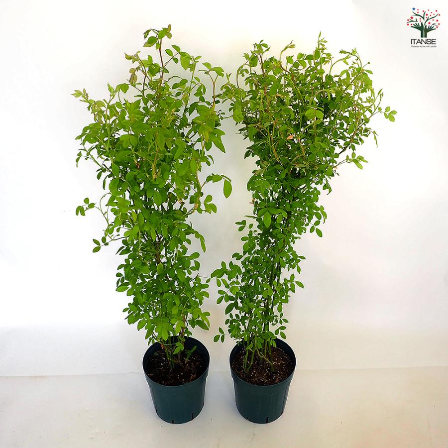つる薔薇 群舞(ぐんまい) 花木苗 6号/1個売り 花 花苗 バラ 薔薇 ばら
