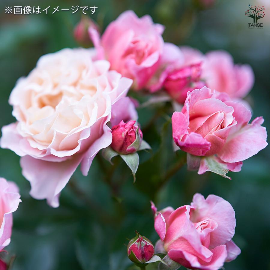 つる薔薇 群舞(ぐんまい) 花木苗 6号/1個売り 花 花苗 バラ 薔薇 ばら