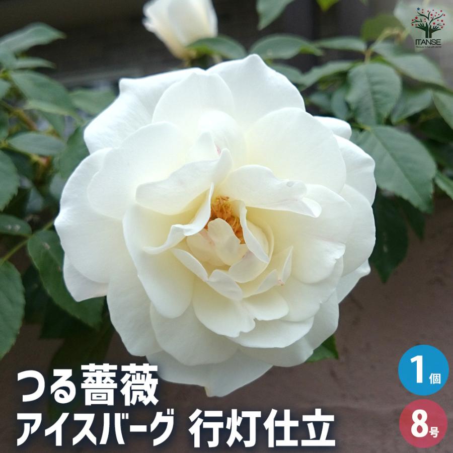 つる薔薇 アイスバーグ 行灯仕立 花木苗 8号/1個売り 花 花苗 バラ
