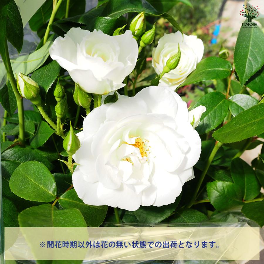 つる薔薇 アイスバーグ 行灯仕立 花木苗 8号/1個売り 花 花苗 バラ