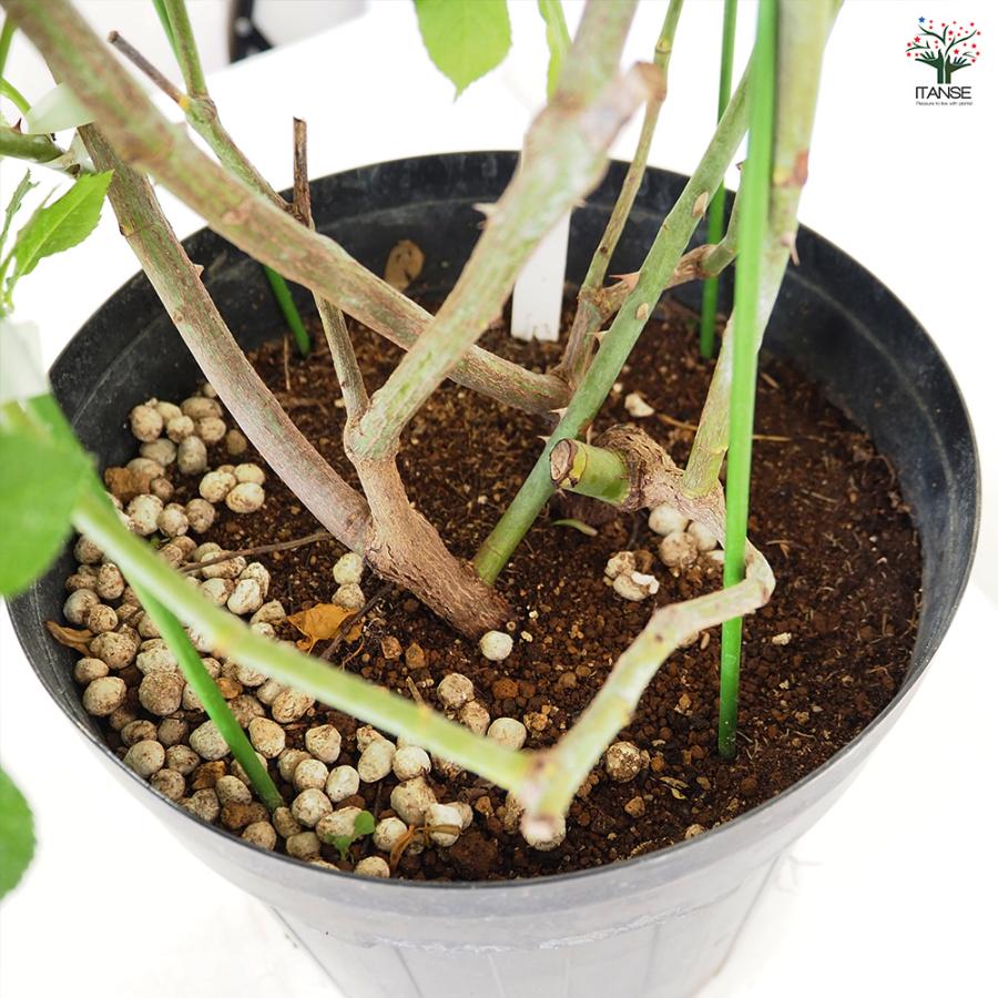 つる薔薇 アイスバーグ 行灯仕立 花木苗 8号/1個売り 花 花苗 バラ