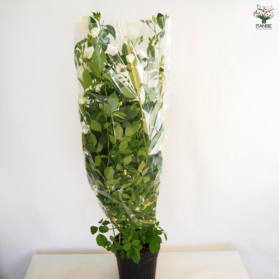 つる薔薇 アイスバーグ 行灯仕立 花木苗 8号/1個売り 花 花苗 バラ