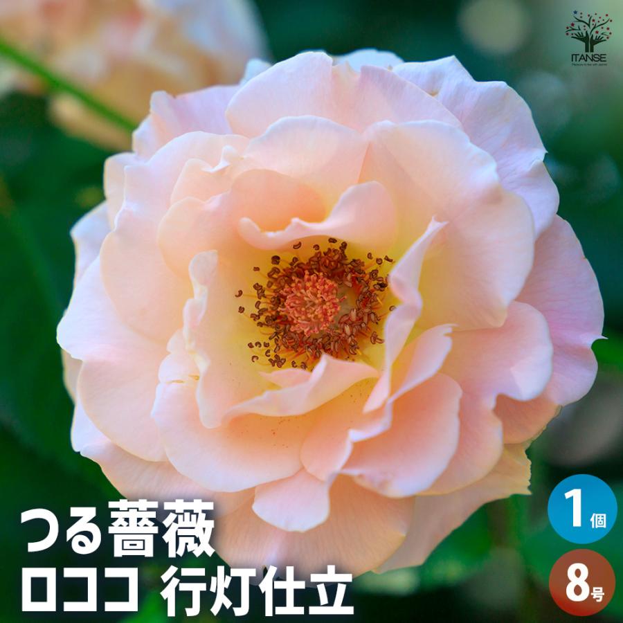 つる薔薇 ロココ 行灯仕立 花木苗 8号/1個売り 花 花苗 バラ 薔薇 ばら